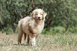 BERGER AUSTRALIEN PUPPIES 266